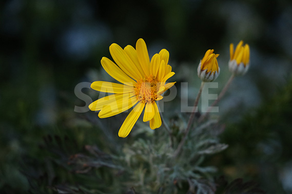 黄色の花の写真・フォト素材