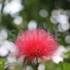 赤いふわふわした花、カリアンドラ・ハエマトケファラの写真・フォト