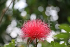 赤いふわふわした花、カリアンドラ・ハエマトケファラの写真・フォト