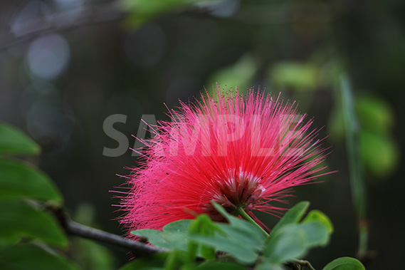 熱帯植物、カリアンドラ・ハエマトケファラの写真・フォト