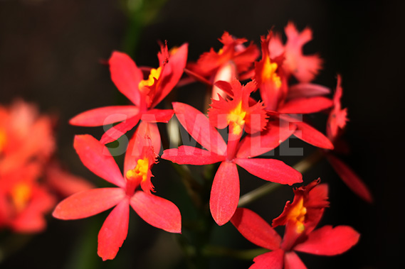 熱帯植物、赤いエピデンドラムの花の写真・フォト