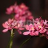 ラン科の熱帯植物、ピンク色のエピデンドラムの写真・フォト