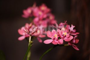ラン科の熱帯植物、ピンク色のエピデンドラムの写真・フォト