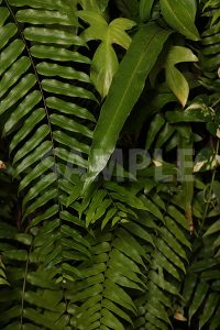 シダ系植物の写真・フォト