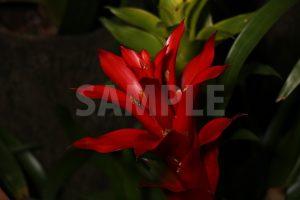 パイナップル科の熱帯植物、赤いグズマニアの花の写真・フォト