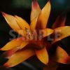 オレンジ色のグズマニアの花の写真・フォト