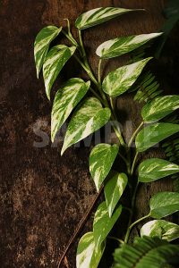 木に沿って生える植物の写真・フォト