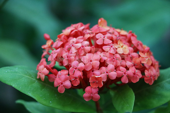 アカネ科の熱帯植物、サンタンカの花の写真・フォト