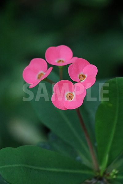 トウダイグサ科の熱帯植物、ハナキリンの花の写真・フォト