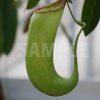 食中植物、ウツボカズラの写真・フォト