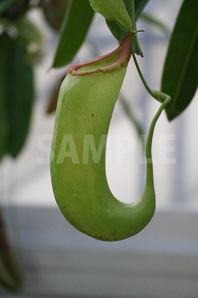 食中植物、ウツボカズラの写真・フォト