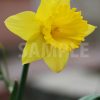 黄色い水仙の花の写真・フォト