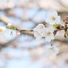 桜の花の写真・フォト