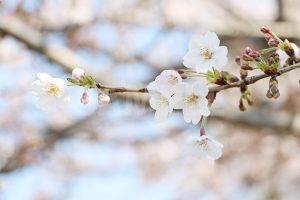桜の花の写真・フォト