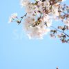 青空と桜の花の写真・フォト