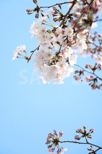 青空と桜の花の写真・フォト
