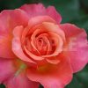 ピンクの薔薇の花の写真・フォト