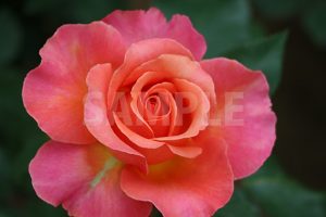 ピンクの薔薇の花の写真・フォト