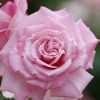ピンクのバラの花の写真・フォト