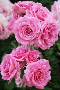ピンクのバラの花の写真・フォト
