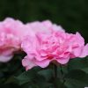 横から見たピンクのバラの花の写真・フォト