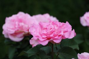 横から見たピンクのバラの花の写真・フォト