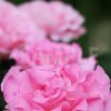 横から見たピンクのバラの花の写真・フォト