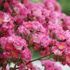 ピンクのバラ（マリア・リサ）の花の写真・フォト