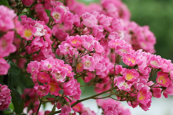 ピンクのバラ（マリア・リサ）の花の写真・フォト