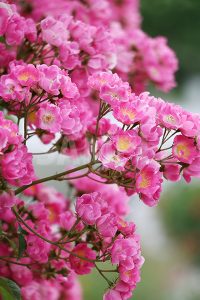 ピンクのバラ（マリア・リサ）の花の写真・フォト