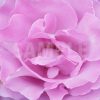 薄紫のバラの花の写真・フォト