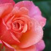 水に濡れたオレンジ・ピンクのバラの花の写真・フォト