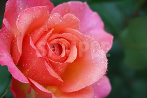 水に濡れたオレンジ・ピンクのバラの花の写真・フォト