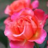 オレンジ・ピンクのバラの花の写真・フォト