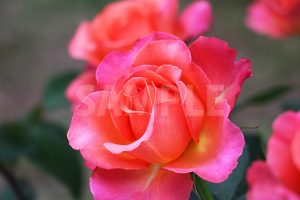 オレンジ・ピンクのバラの花の写真・フォト素材