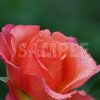 雫をまとったオレンジ・ピンクのバラの花の写真・フォト
