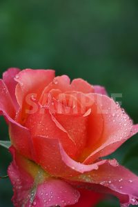 雫をまとったオレンジ・ピンクのバラの花の写真・フォト