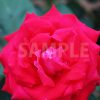赤いバラの花の写真・フォト
