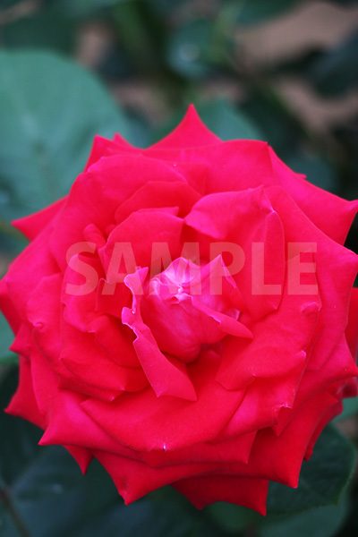 赤いバラの花の写真・フォト