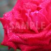 水に濡れた赤いバラの花の写真・フォト
