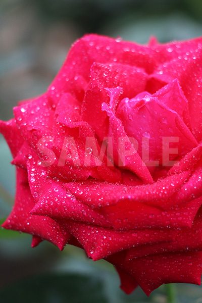 水に濡れた赤いバラの花の写真・フォト