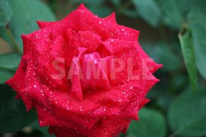 水に濡れた赤いバラの花の写真・フォト