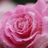 水に濡れたピンク色のバラの花の写真・フォト