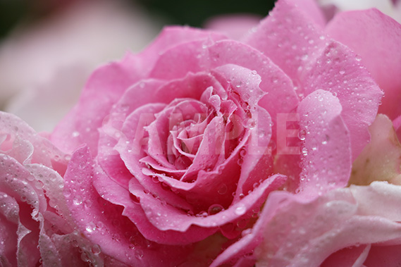水に濡れたピンク色のバラの花の写真・フォト