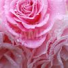 水に濡れたピンク色のバラの花の写真・フォト