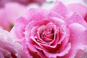 雫をまとったピンク色のバラの花の写真・フォト