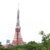 芝公園から見る東京タワーの写真・フォト