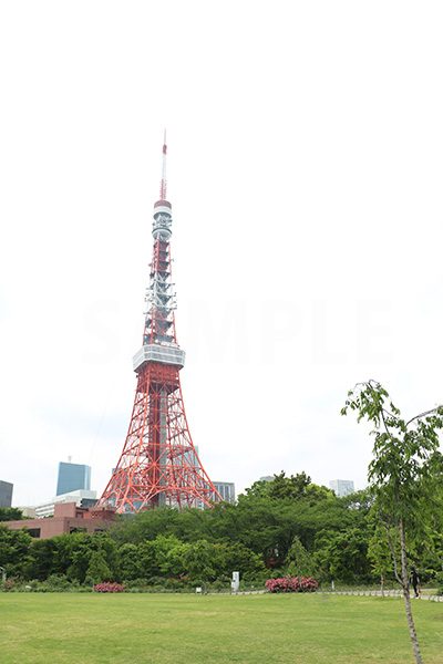 芝公園から見る東京タワーの写真・フォト