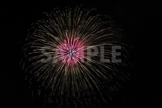 ピンクと黄色の打ち上げ花火の写真・フォト素材