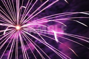 激しく飛び散る紫色の打ち上げ花火の写真・フォト素材